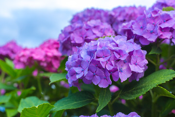 Fototapeta premium 紫陽花