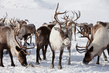 Group of caribou