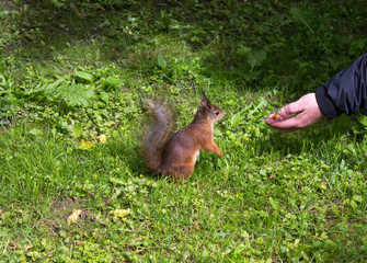 Red squirrel takes a nut from hands
