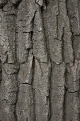 Old tree bark texture