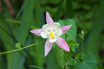 Naklejka premium Delicate flower of Columbine - Aquilegia