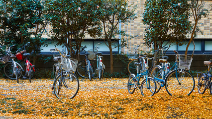 Fototapeta na wymiar Autumn at Tokyo University