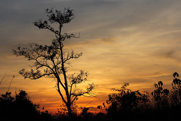 sunset sky with tree in front background in Thailand