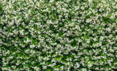 jasmine flower