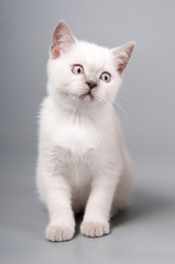 Cute little kitten is sitting on a gray background
