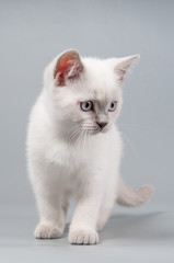Cute little kitten is sitting on a gray background