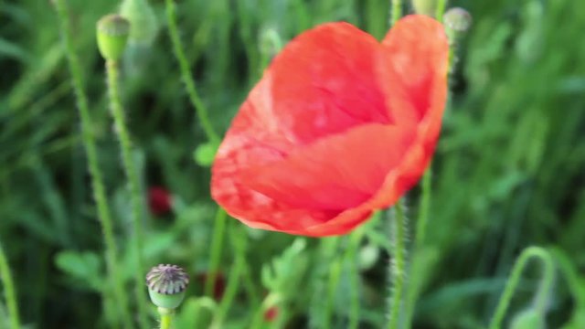 Poppy flower