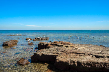Flock of seagull on the rocky shore of Brigthon Beach in Melbourne.