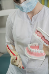 Fototapeta na wymiar female dentist doctor holding a model of the teeth, against dental office