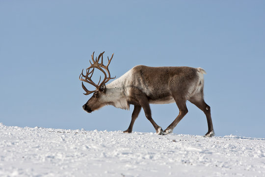 Fototapeta Group of caribou