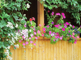Wooden summer cottage terrace with blooming cultivar Petunia flowers