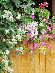 Fototapeta na wymiar Wooden summer cottage terrace with blooming cultivar Petunia flowers