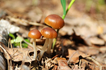 Toadstools in the spring sunny forest