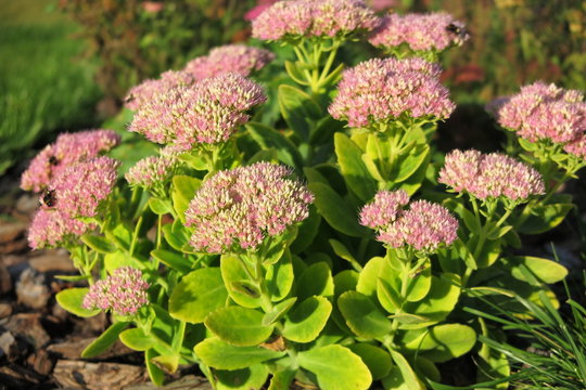 Blooming cultivar orpine (Hylotelephium telephium "Herbstfreude") in the sunny autumn garden