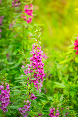 Obraz premium The background image of the colorful flowers