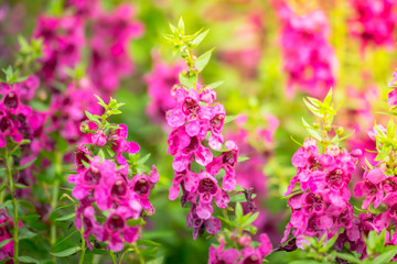 The background image of the colorful flowers