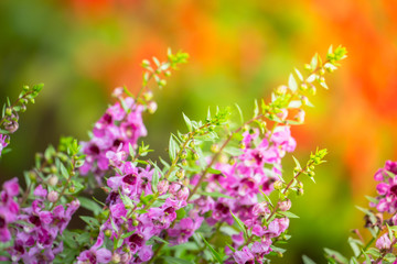 The background image of the colorful flowers