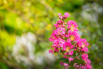 The background image of the colorful flowers