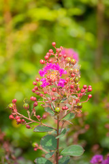 The background image of the colorful flowers