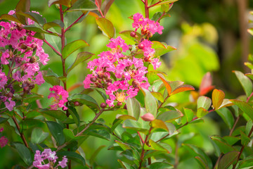 The background image of the colorful flowers