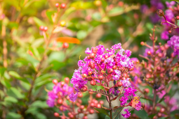 The background image of the colorful flowers