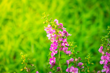 The background image of the colorful flowers