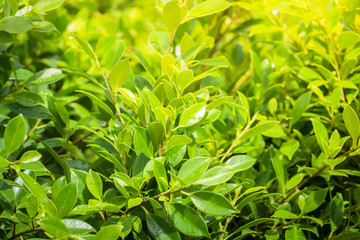 Fototapeta na wymiar Tree branch over blurred green leaves background