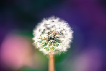 Dandelion closeup on colorful background. Selective focus.