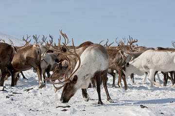 Group of caribou