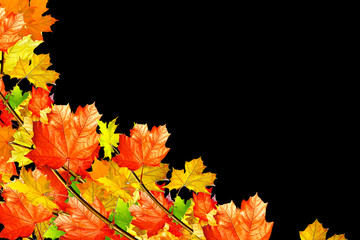 autumn leaves isolated on black background.