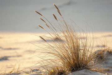 beautiful view of the coastal dunes