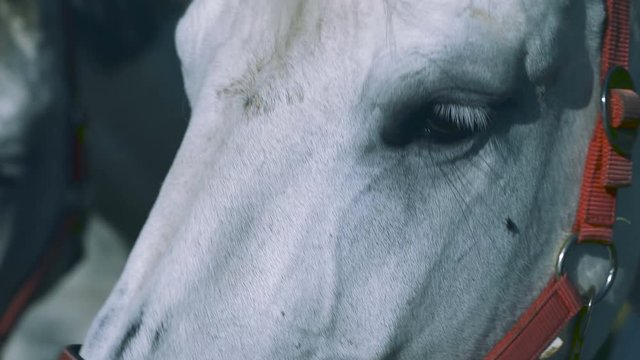 A white horse standing in front of the camera and looks around, red snaffle, 4K 3840 x 2160 UHD