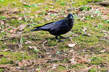 公園のカラス