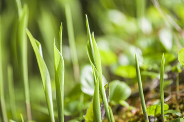 beautiful view spring green grass