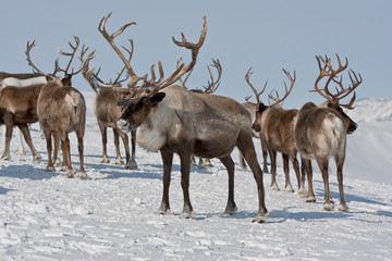 Group of caribou