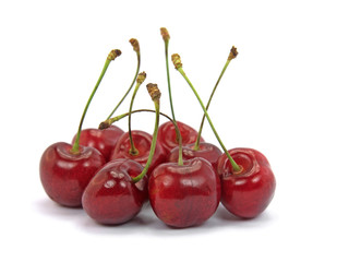 Süßkirschen, Prunus avium, Vogel-Kirschen