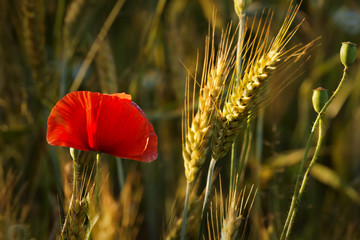 Poppy field and ears of grain