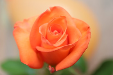 Bouquet with orange roses