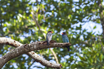 Pair of Dollarbirds