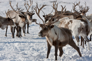 Obraz premium Group of caribou
