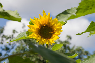 Fototapeta premium Sonnenblume