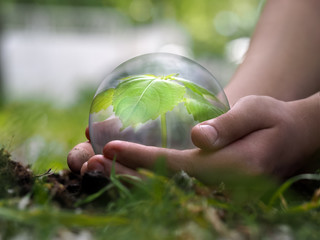 The plant is in a clear protective field in the hands of a child. The concept - nature protection, ecology, environment