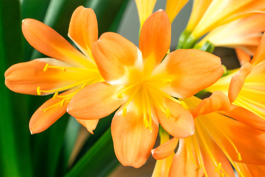 Orange Clivia amaryllis flower