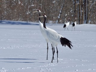 Obraz premium Japanese cranes pair