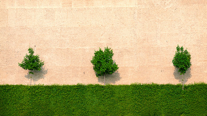 Three small trees and a hedge