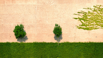 Small trees over a hedge