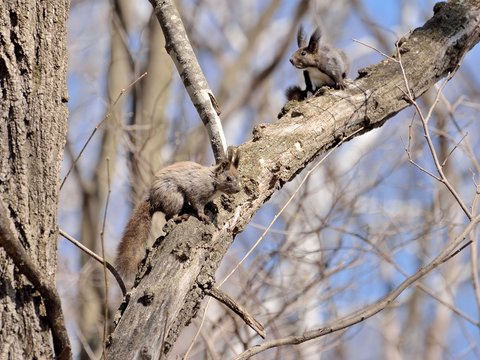 Squirrels in the eary spring forest