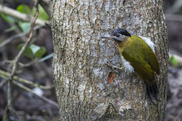 Juvenile female Laced Woodpecker looking for foods
