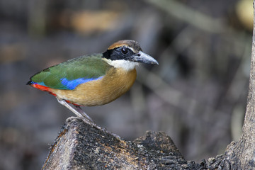 Beautiful Mangrove Pitta on tree branch
