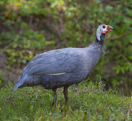 Loud bird